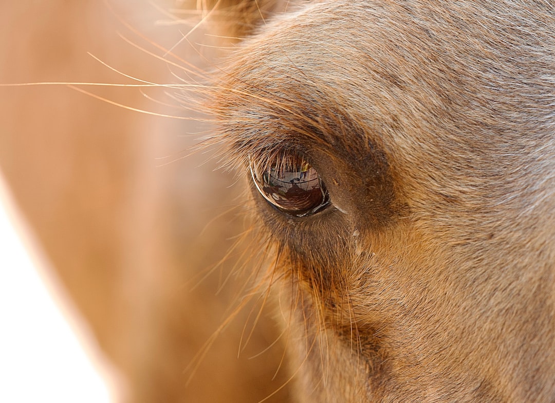 a close up of a brown horse's eye