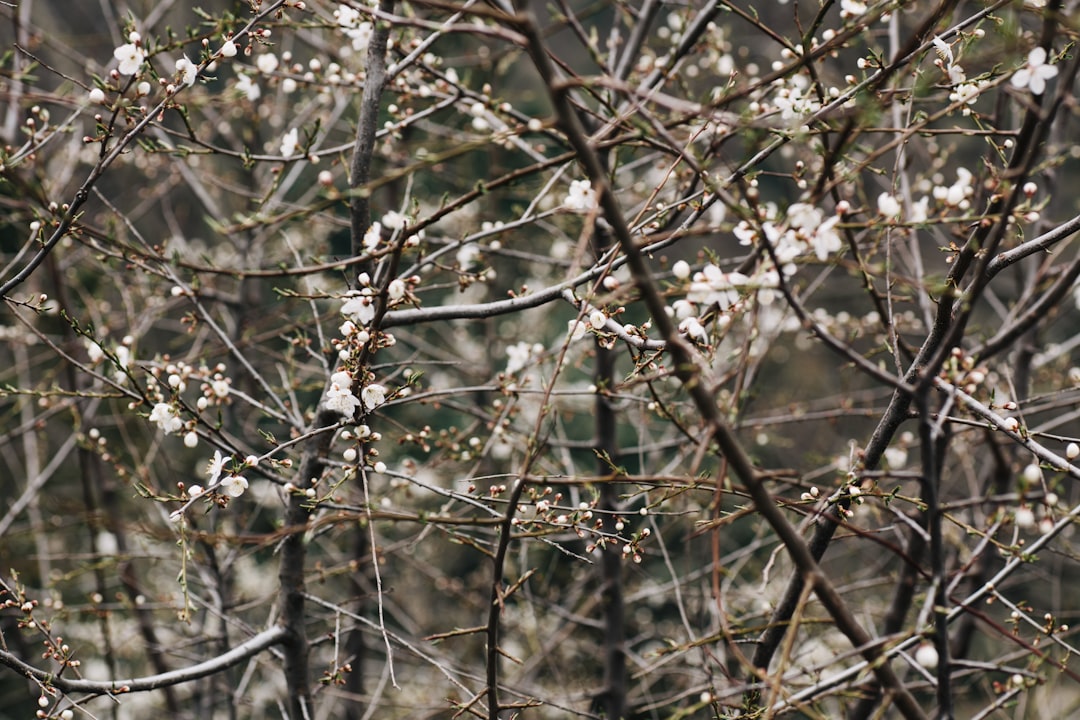 a bird sitting on a branch of a tree