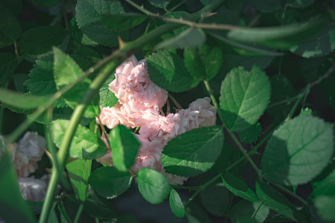 a close up of a pink flower on a tree