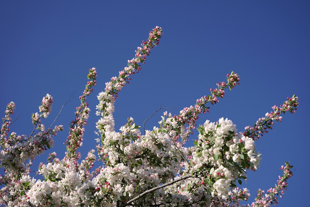 a tree with white and pink flowers against a blue sky