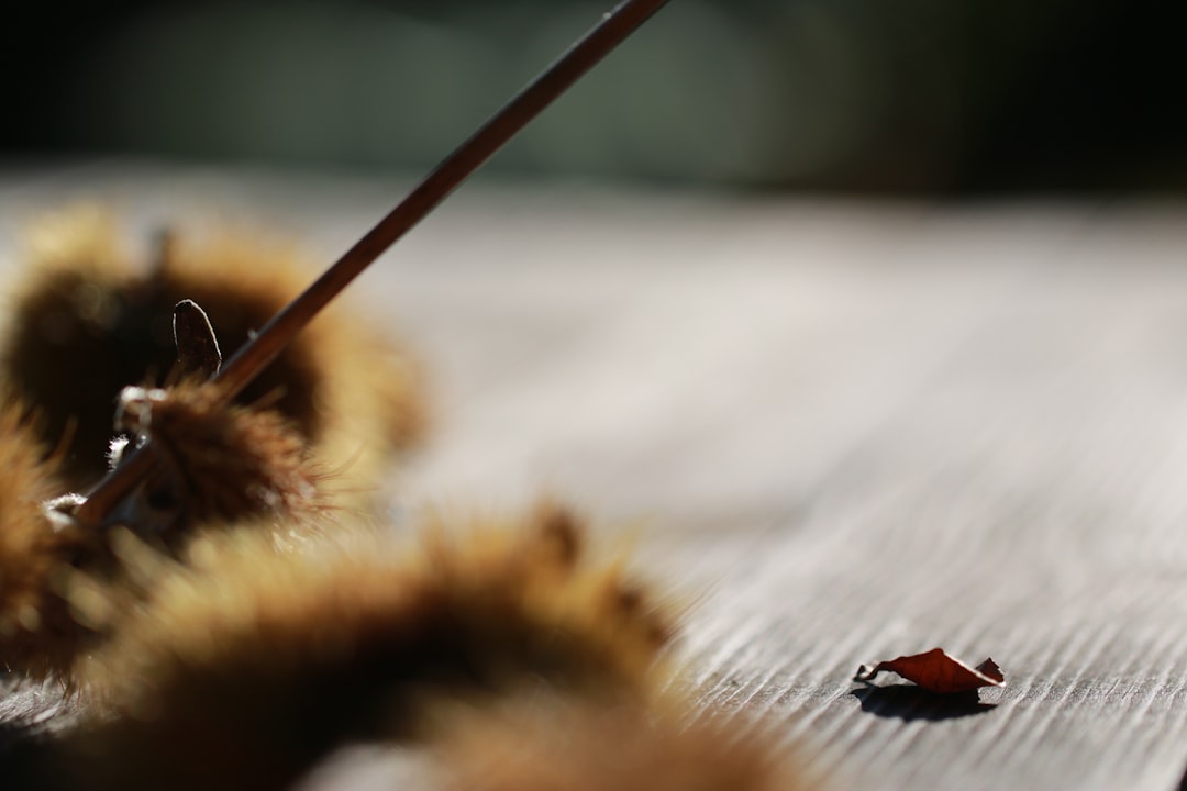 a close-up of a bug