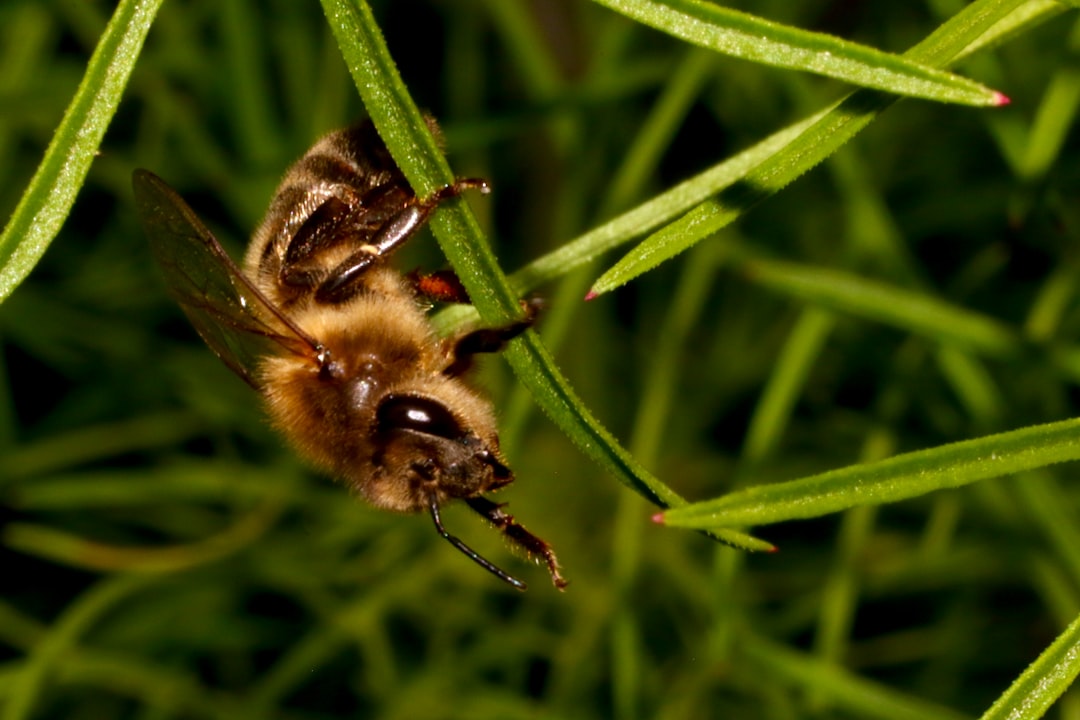 black and yellow bee on green plant