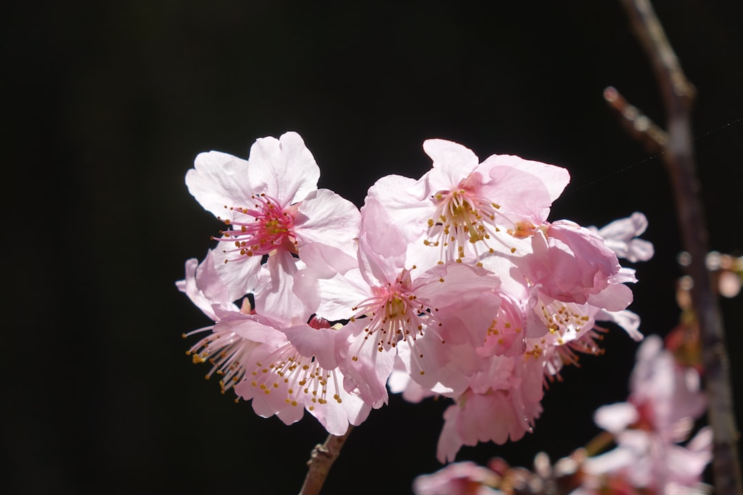 Bachblüten für Tiere - Grundlagen