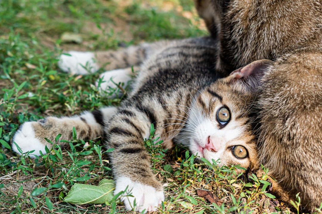 A cat laying on the ground next to another cat