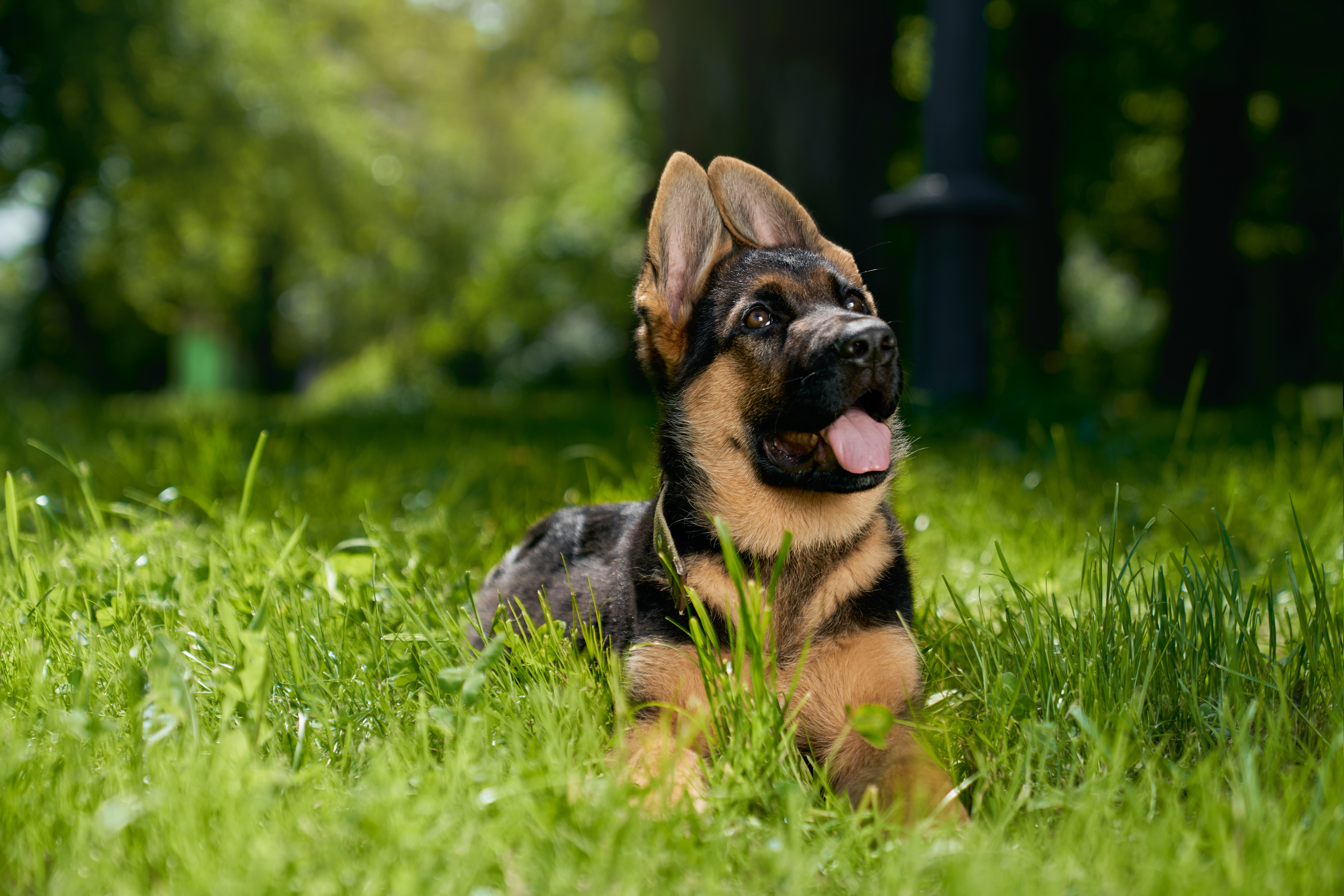 Hund mit Zusatzstoff-Allergie - Hyperaktivität und Hautirritationen