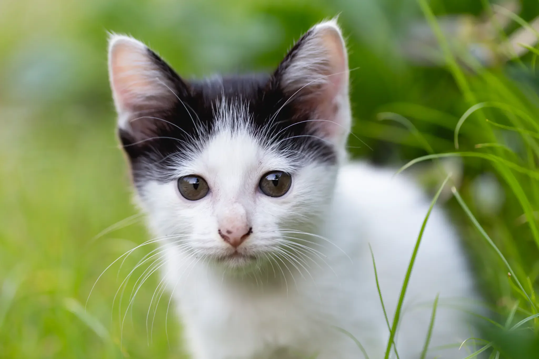 Erwachsene Katze
