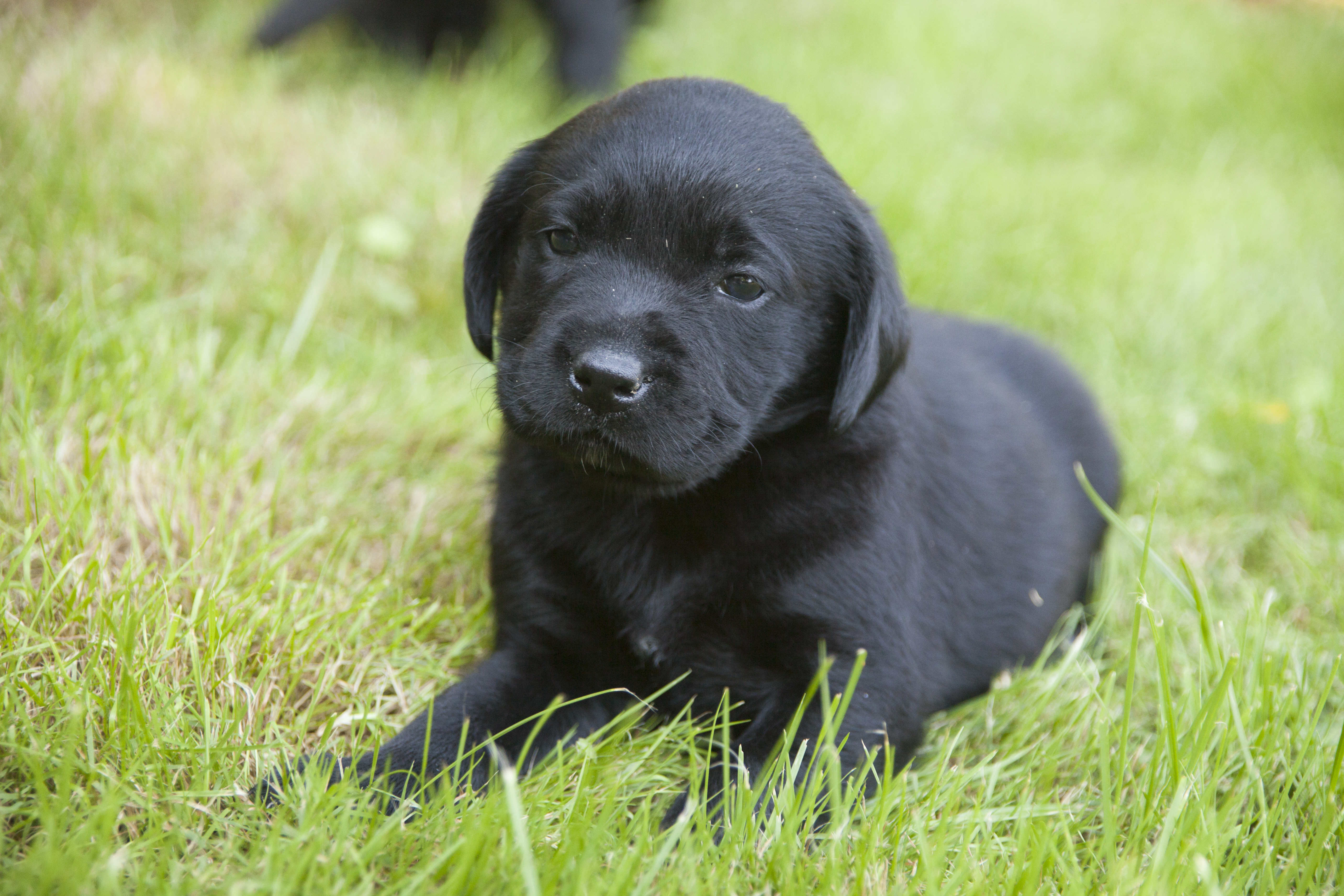 Max - Golden Retriever Welpe
