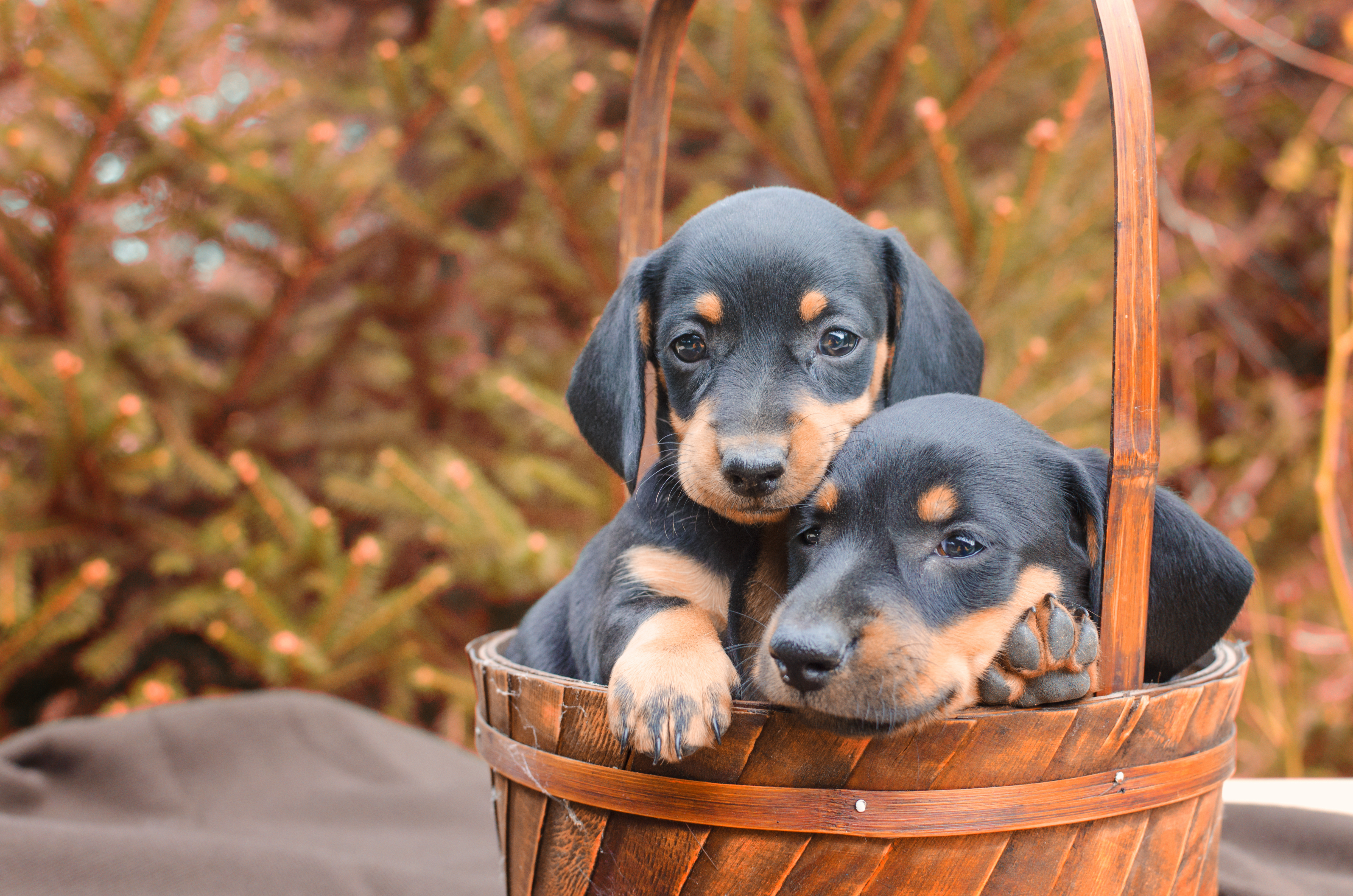 Luna - Labrador Welpe