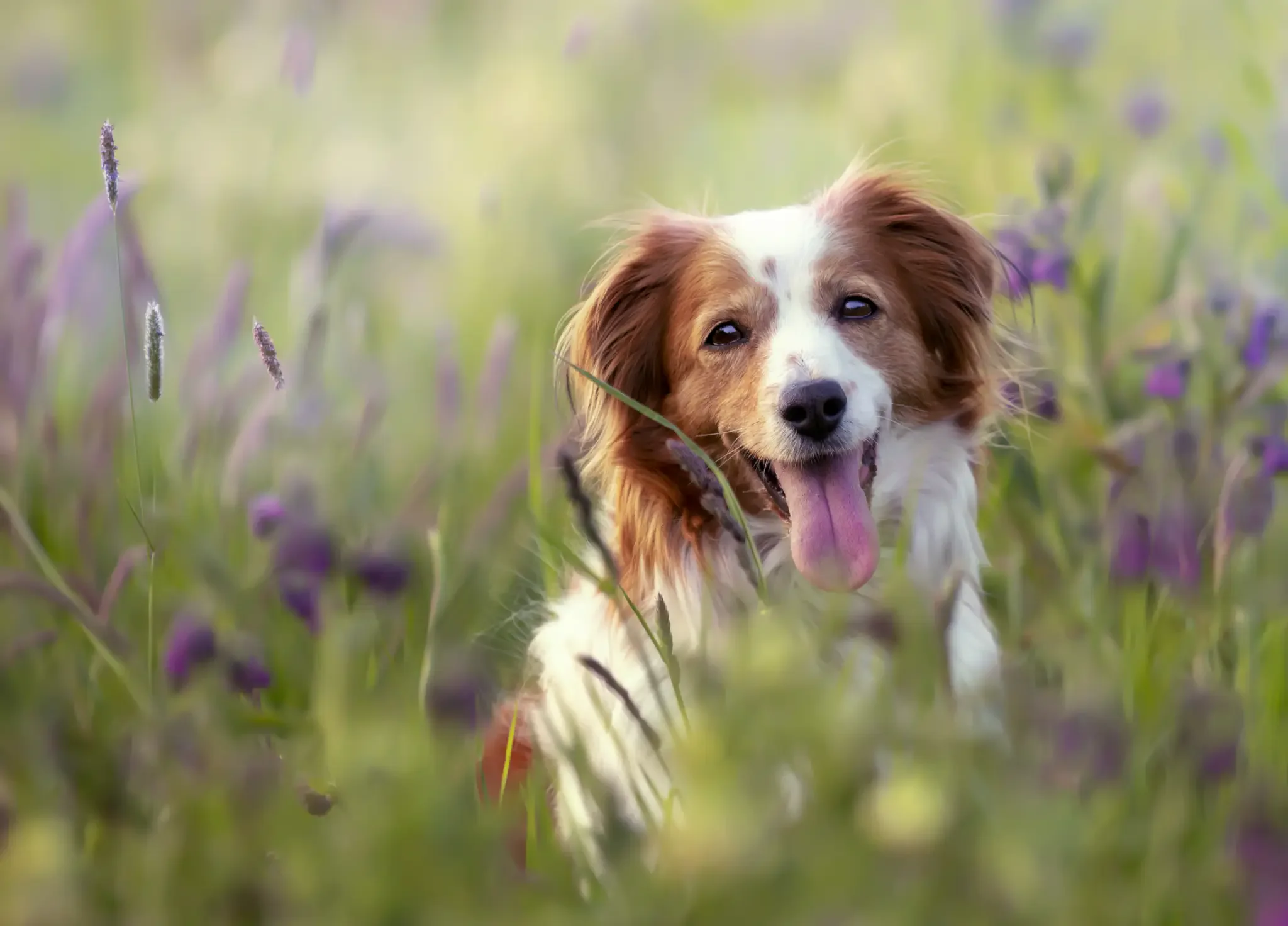 Gesunder Hund im Feld - Tierheilpraktiker Neustadt-Bordenau