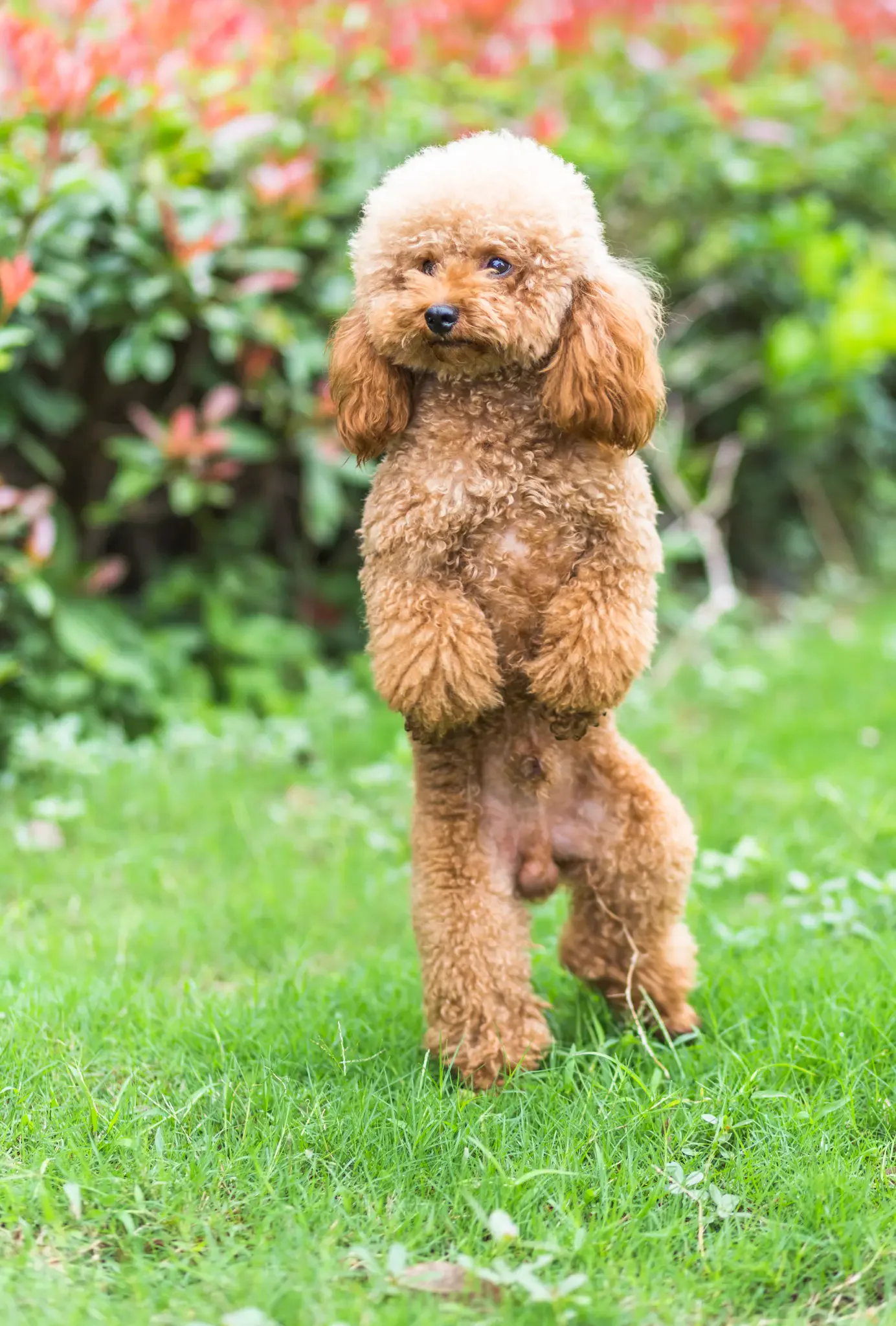 Erfolgreiche Senioren-Hunde ErnÃ¤hrung - Fallstudien