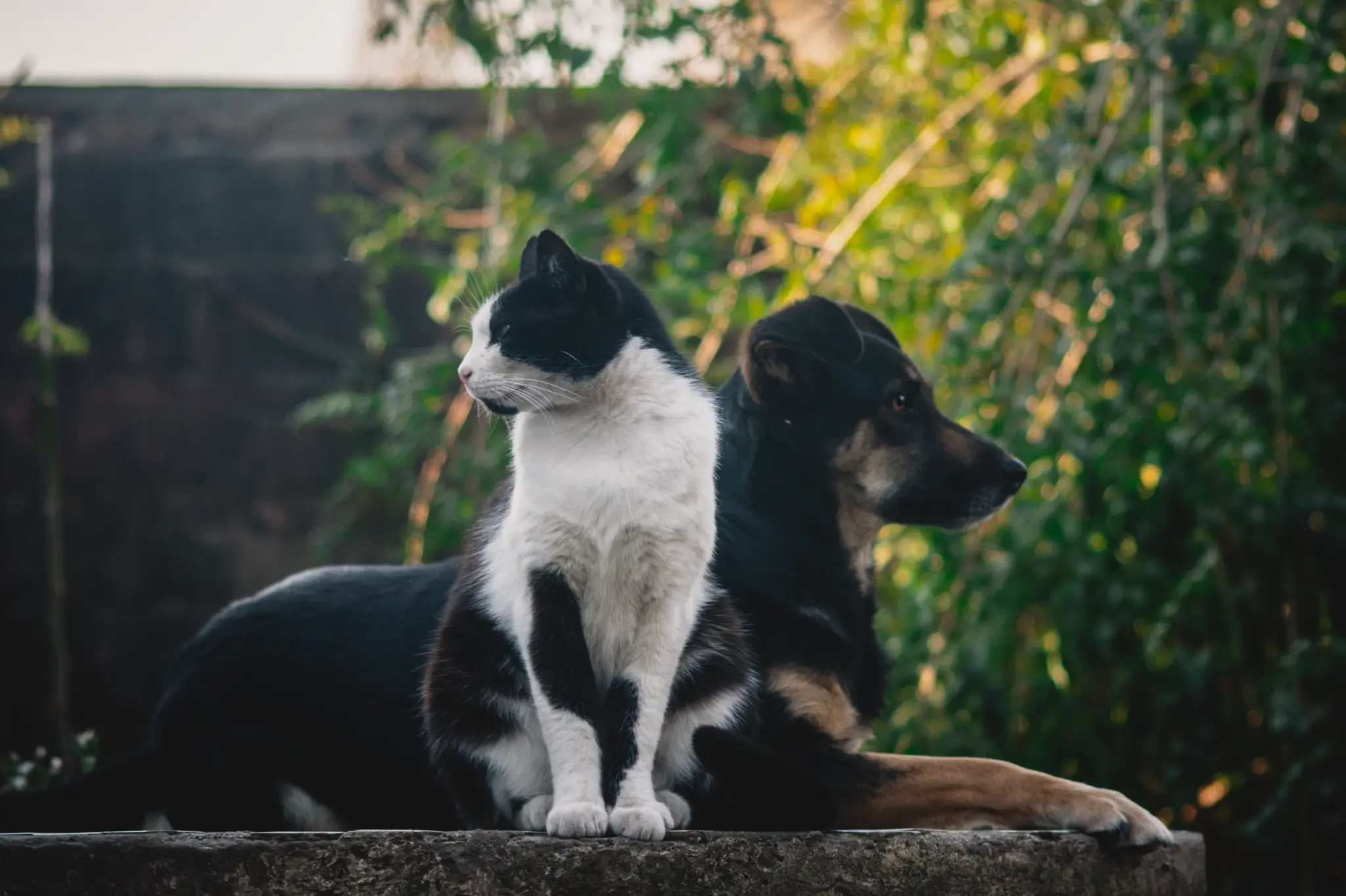 Hund und Katze blicken harmonisch in die Ferne